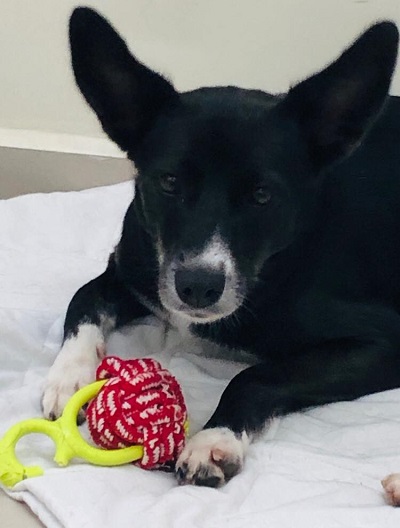 #PraCegoVer: Fotografia da cachorrinha Amy. Ela esta deitada no chão com o seu brinquedo.